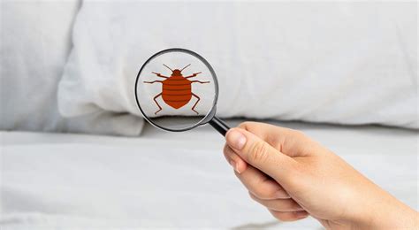 Do Bed Bugs Fly? - Pure Environmental