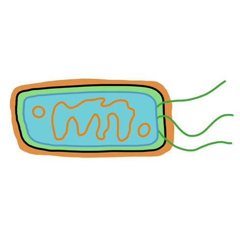 Diagram of Biology AQA GCSE - Bacteria Cell | Quizlet - adaptations of nerve cells gcse biology aqa