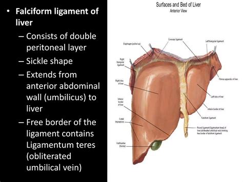 Liver & Hepatobiliary System .pptx
