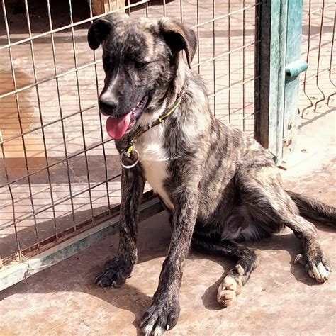 Bueno » Kanarenhunde e.V.