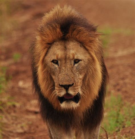 Lion Guide 的图像结果