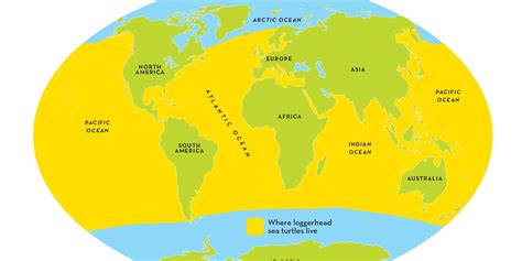 Loggerhead Turtle 的图像结果