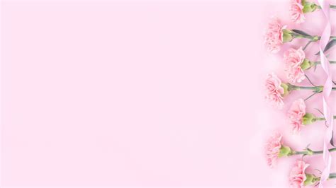 Download Carnation Flowers On Baby Pink Surface Wallpaper | Wallpapers.com
