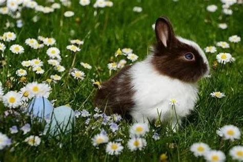 缺金的兔男孩怎么取名字(如何给你的宠物兔子起一个独特的名字)