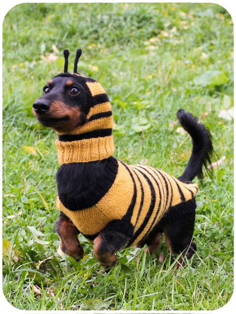 KNITTING PATTERN BUNDLE, Dog Bee Costume, Bee Bundle, Dachshund Costume ...