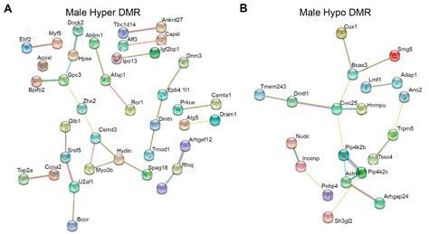 Sex-Specific Alterations in Cardiac DNA Methylation in Adult Mice by ...