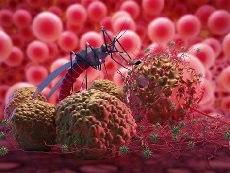 Malaria: Deadly long term effects of malaria you should know about