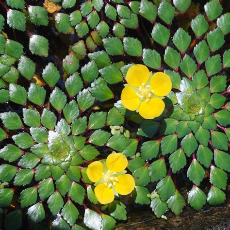 Water Mosaic (Ludwigia Sedioides) Live Plant Pack of 2 – Seed2Plants.in