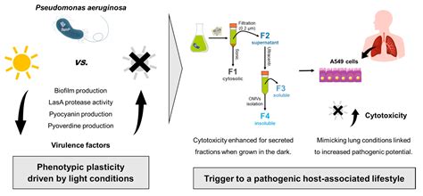 Absence of Light Exposure Increases Pathogenicity of Pseudomonas ...