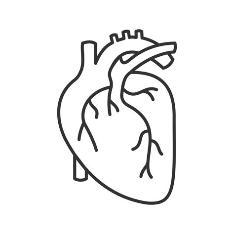 Human Heart Outline Vector