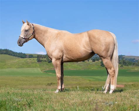 Myers Performance Horses