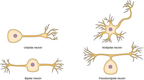 Multipolar Neuron Model 的图像结果