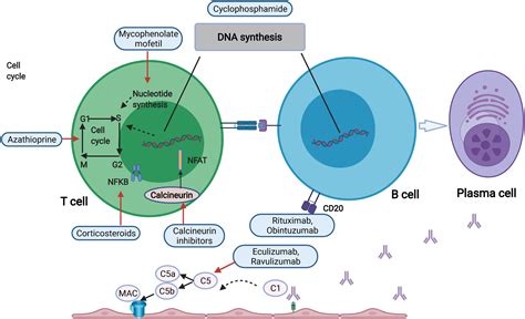 Azathioprine Mechanism Of Action