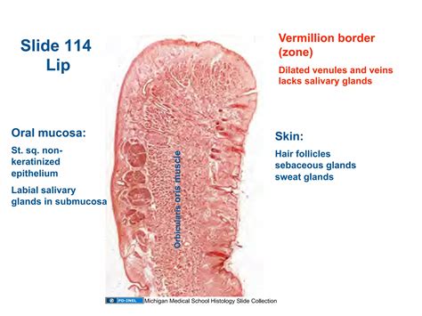 01.05.09: Histology - Oral Cavity and Salivary Glands | PDF - borders of parotid gland