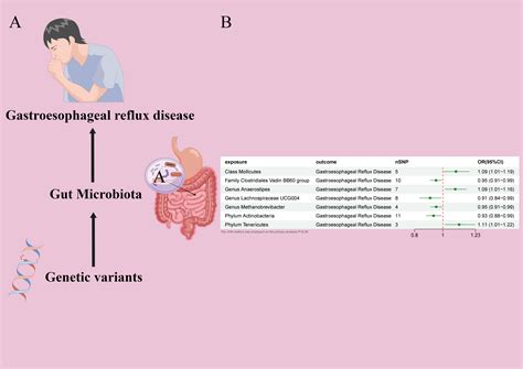 Frontiers | Causal relationship between gut microbiota and risk of gastroesophageal reflux ...