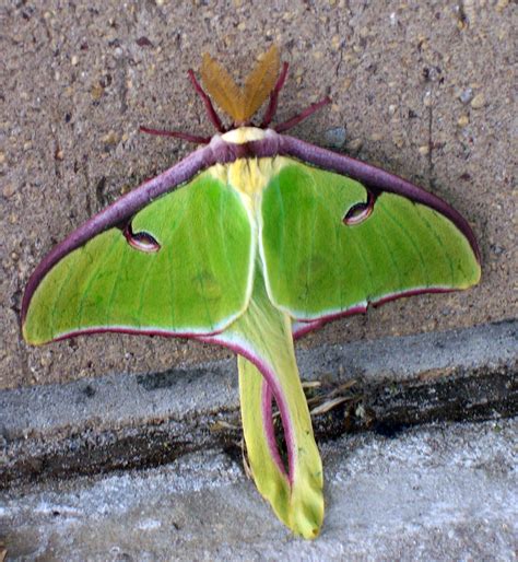 What Is The Lunar Moth Meaning at Edward Hillary blog