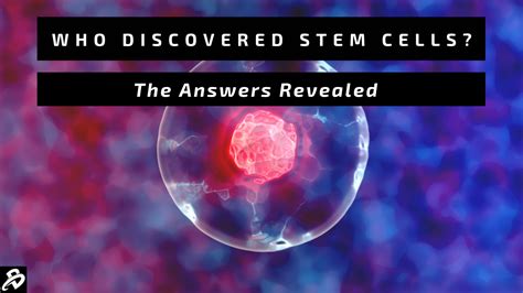 Who Discovered Stem Cells? The Answers Revealed