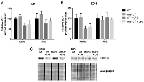 MMP-3 Deficiency Alleviates Endotoxin-Induced Acute Inflammation in the ...