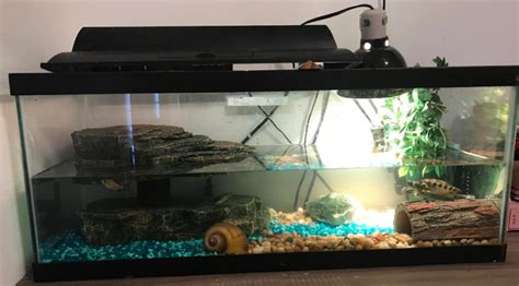 Image result for Red Ear Slider Turtle Tank Setup