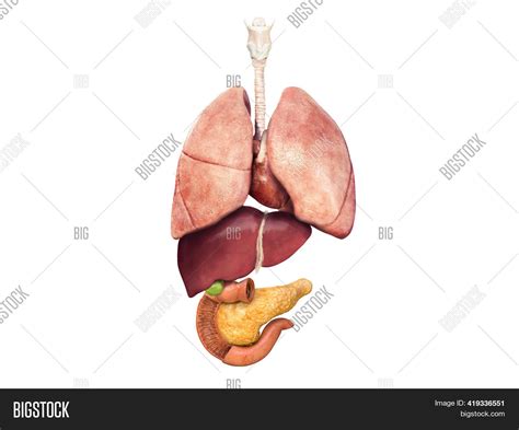 Liver And Pancreas Diagram