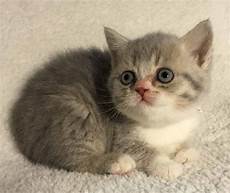 kittens for sale sold congratulations kittens for sale sold congratulations