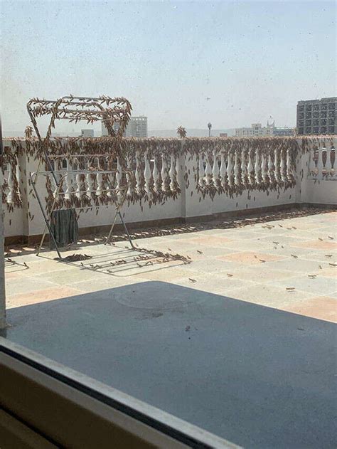 Scary Locust Army May Attack Delhi In A Week! | Femina.in