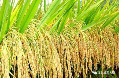 杂交水稻时间，和普通水稻有什么区别 - 农村网