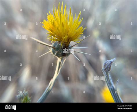 Yellow Star-Thistle (Centaurea solstitialis Stock Photo - Alamy