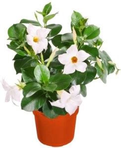 Cloud Farm Mandevilla Plant Price in India - Buy Cloud Farm Mandevilla ...