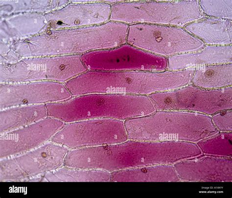 Onion Skin Cell