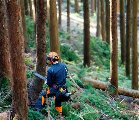 Forestry 的图像结果