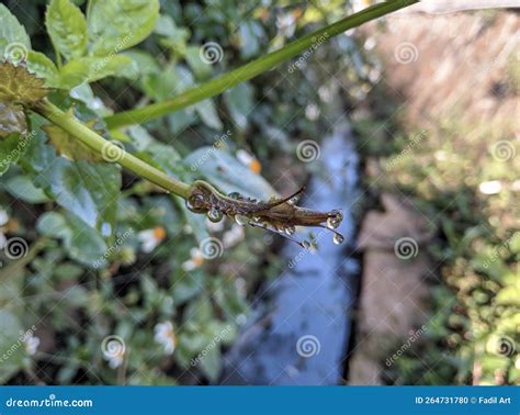 Morning Dew on the Tips of the Leaves Stock Photo - Image of green ...