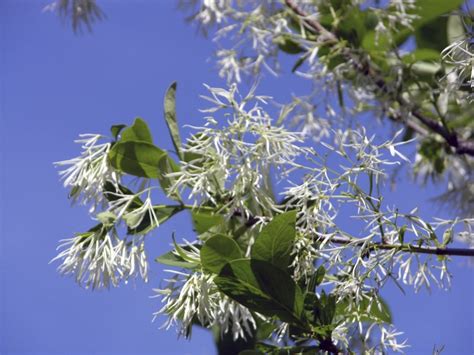 Chionanthus virginicus - Fringe Tree | Monticello Gardens