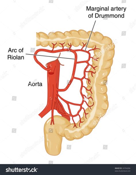 marginal artery of colon - Captions Quotes