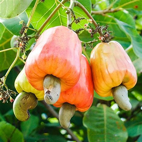 Royal Paradise Garden Rare Grafted Cashew Apple (Kaju) Fruit 1 healthy ...