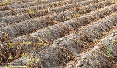 Young cold-blooded animals are suffering the most as Earth heats up ...