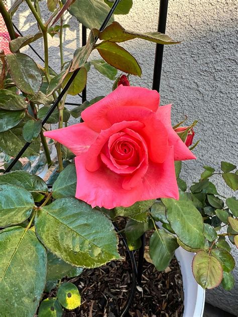 America Climbing Rose | Heirloom Roses