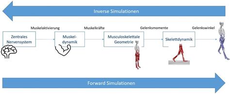 Muskuloskelettale Simulationen: die Zukunft der Kinderorthopädie ...