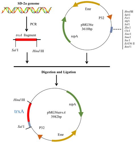 Improved Tolerance of Lactiplantibacillus plantarum in the Presence of ...