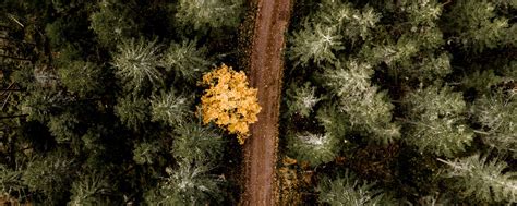 Download wallpaper 2560x1024 forest, road, aerial view, trees, turn ...