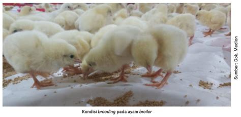 Image result for Broiler Chicken Brooding