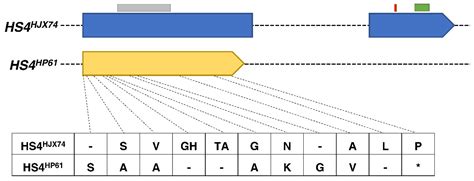 Identification and Characterization of HS4-Mediated Hybrid Seed ...