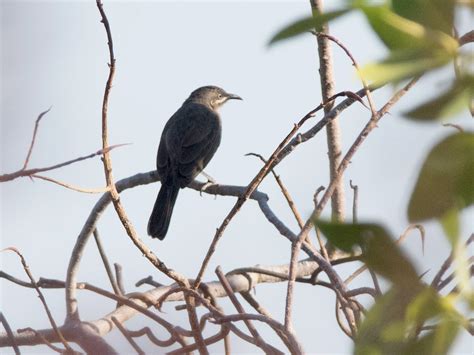 Kimberley Honeyeater - eBird