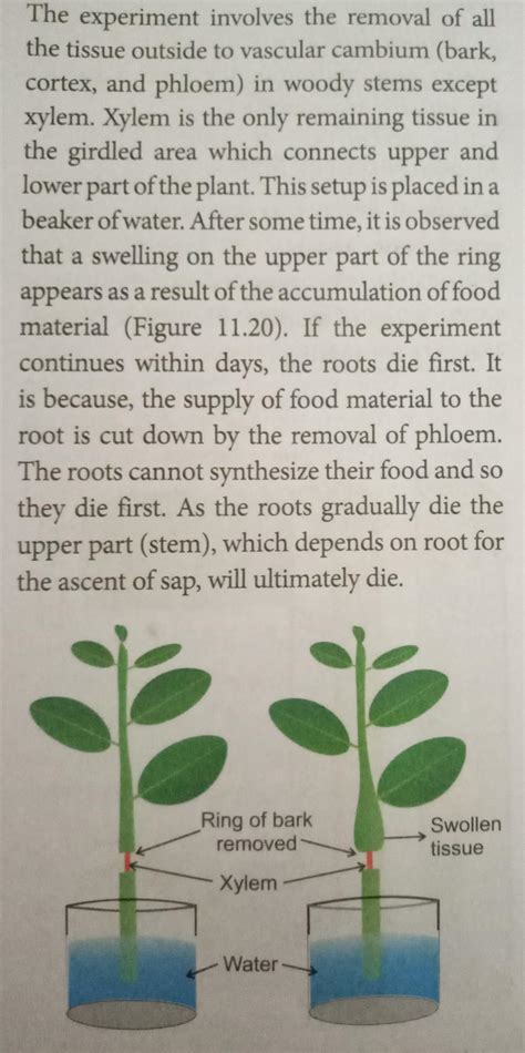 Phloem conduct food prove with the help of experiment. - Brainly.in