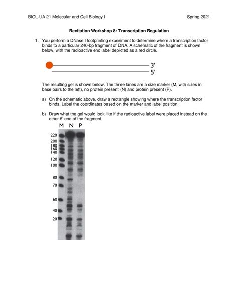 MCB1Recitation Workshop 8 - BIOL-UA 21 Molecular and Cell Biology I ...