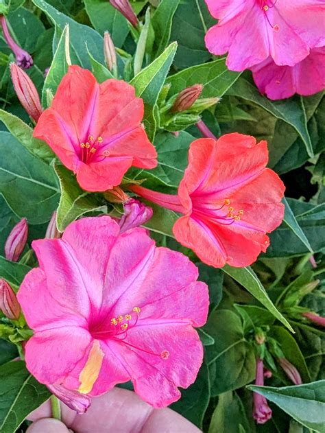 4 O'clock Flowers (Mirabilis Jalapa) : r/flowers
