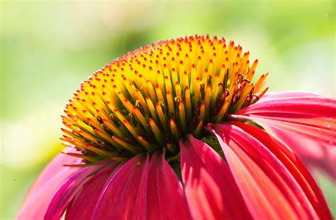 Zoomed In Flower Photos, Download The BEST Free Zoomed In Flower Stock ...