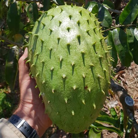 M-Tech Gardens Rare Soursop (" Green " Annona muricata, Seedling ...