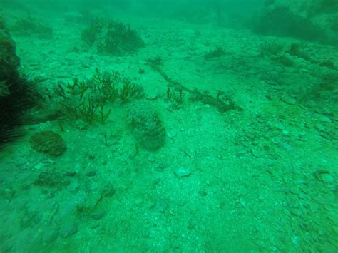 7 SEAS DIVERS - DAY TOURS (2026) All You Need to Know BEFORE You Go ...