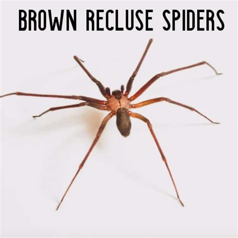 Brown Recluse Spider Identification